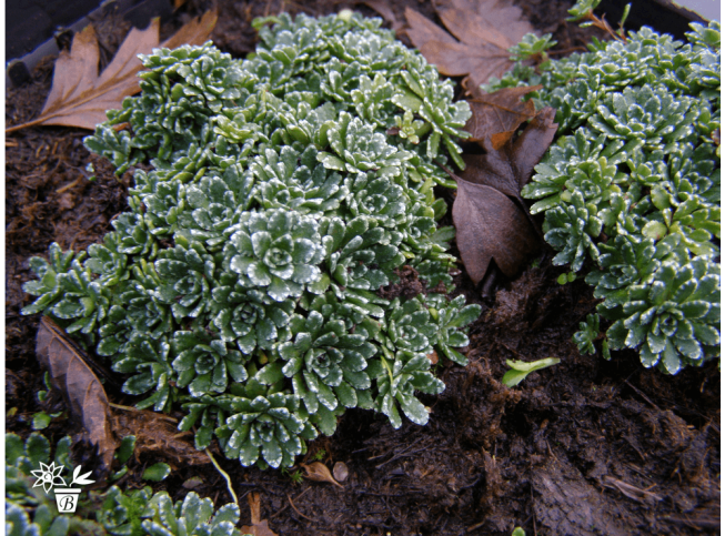 Saxifraga paniculata var. minutifolia
